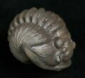 Enrolled Flexicalymene Trilobite From Indiana #5611-1